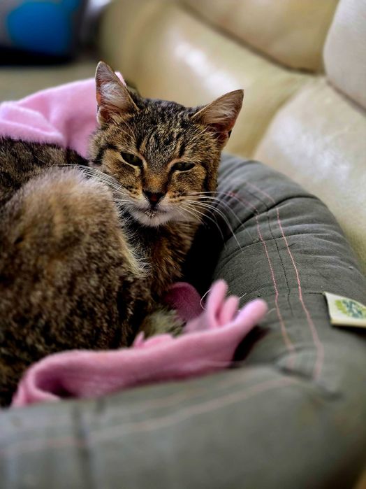 Piękna starsza kotka Zyta szuka domu. Adopcja, schronisko