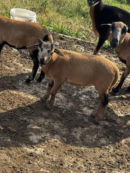 Tryki i Owce Kameruńskie