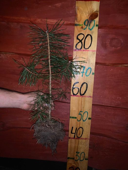 Саджанці Сосна звичайна.