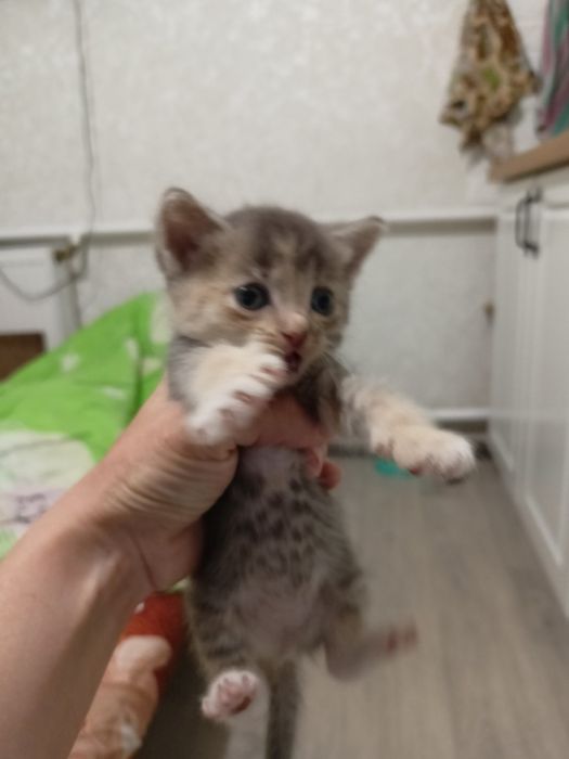 Кошенята в добрі руки