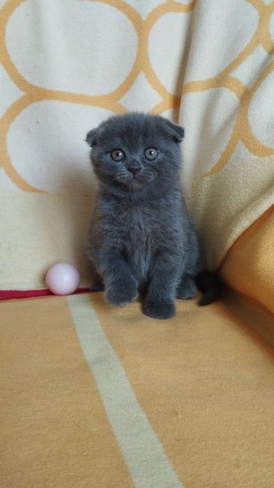 Ніжні кошенята шотландської породи
