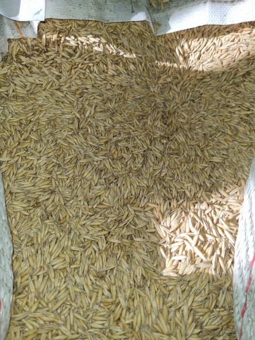 Owies jary „Poker”