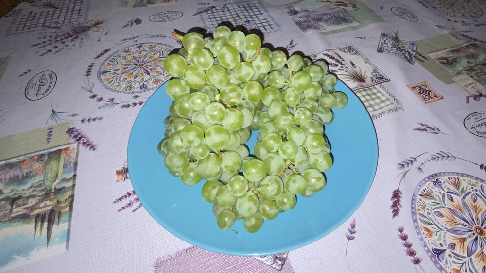 Uva muscatel boa para fazer vinho