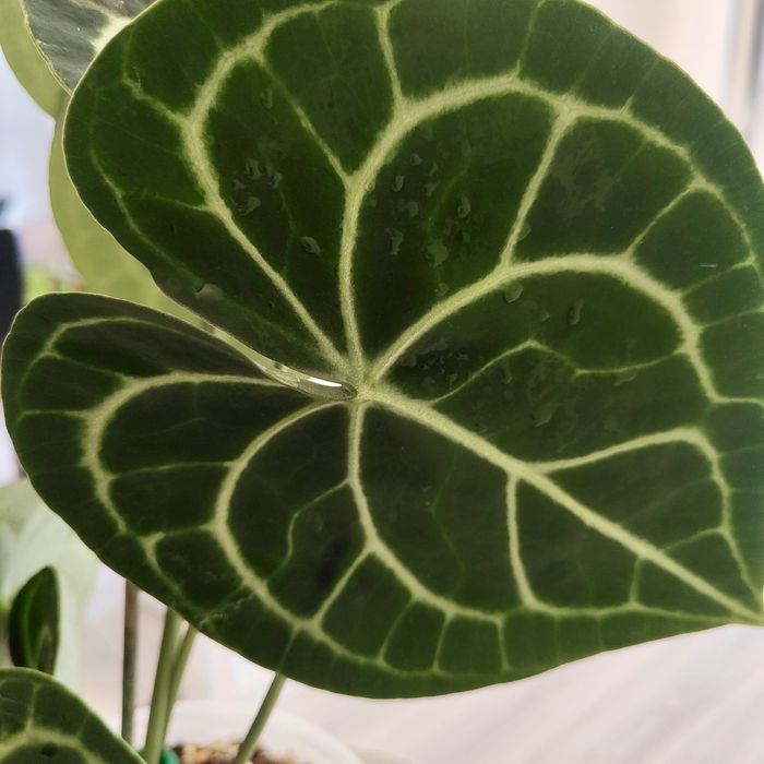 Antúrio clarinervium// planta interior