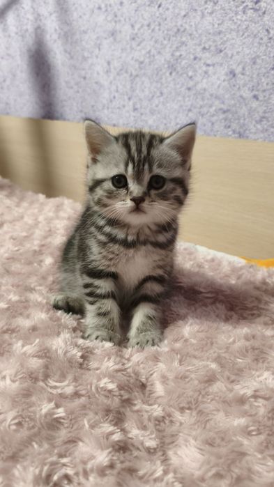 Кошенята шотландці