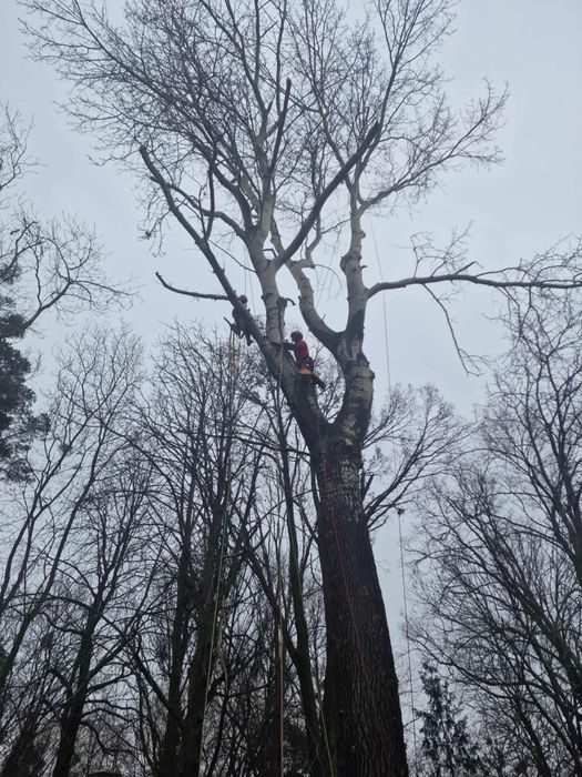 Czarogród - Wycinka i pielęgnacja drzew