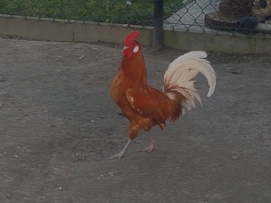 sprzedam kury fryzyjskie