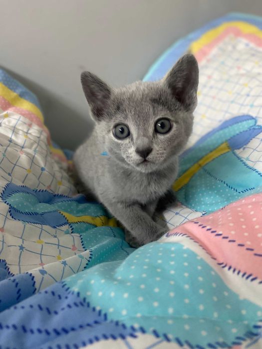 Kocurek Rosyjski Niebieski FPL