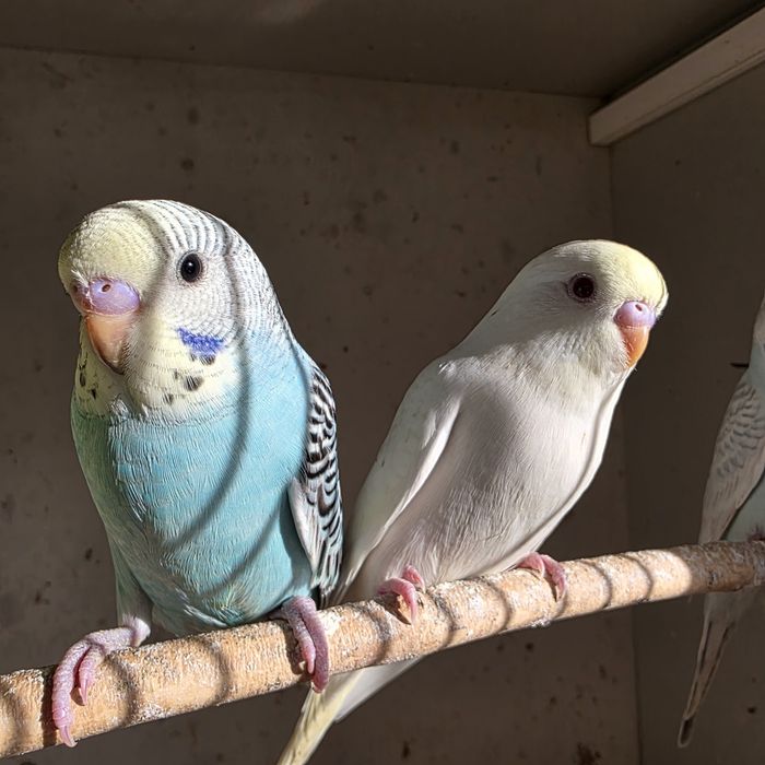 Papuga falista młoda