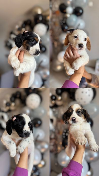 Цуценята спанієля,бронь