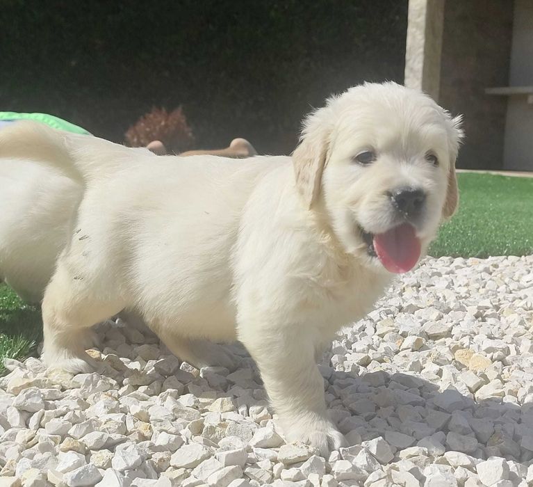 Golden Retriever