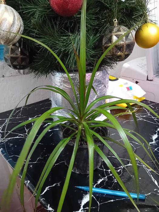 Шикарная драцена.