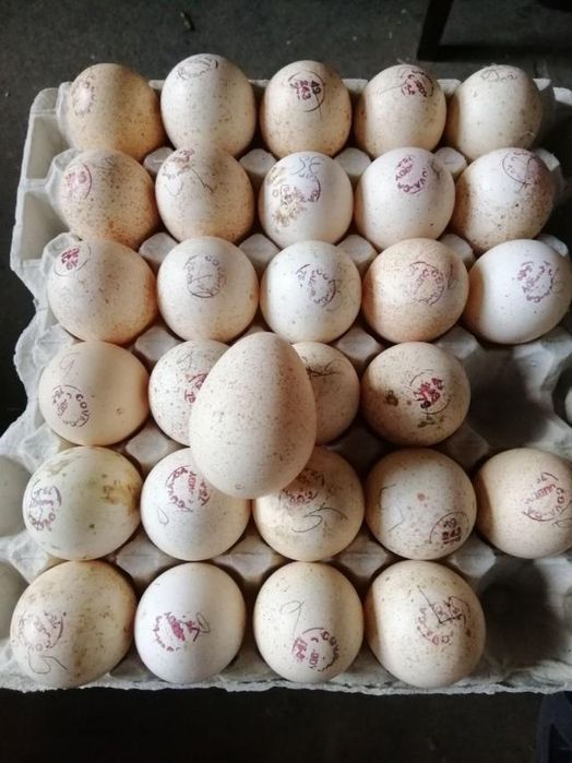 Інкубаційне яйце індиків