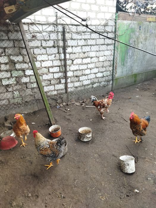 Петухи. Півні, 8 міс. не бройлерилери