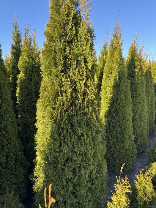Thuja Smaragd Tuja Szmaragd stożkowa 220-260 cm na żywopłot Tanio
