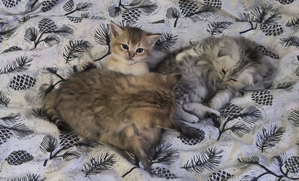 Прямоухие и вислоухие шотландские котята, мальчик и девочки