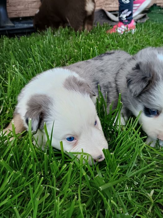 Border collie Blue Merle Tri Color,  czekoladowy, niebieskie oczy