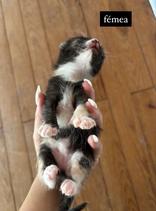 Gatos para doação
