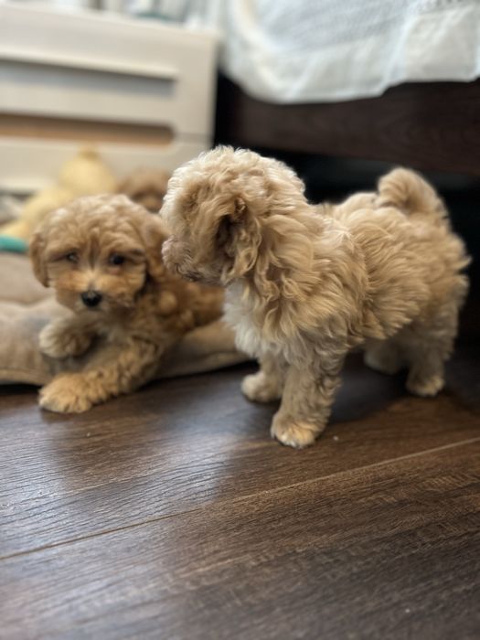 Мальтезе+пудель=мальтіпушечки