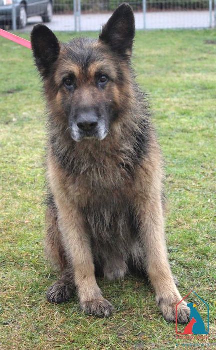 Piesek Monso szuka domu!