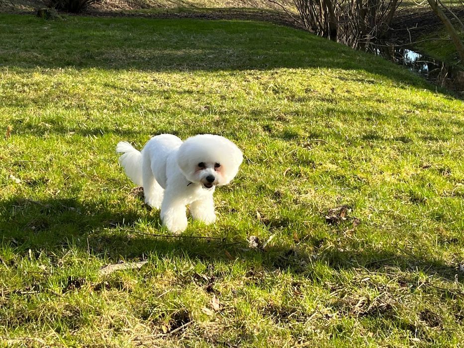 Вязка Бішон Фрізе Хлопчик з Родоводом.