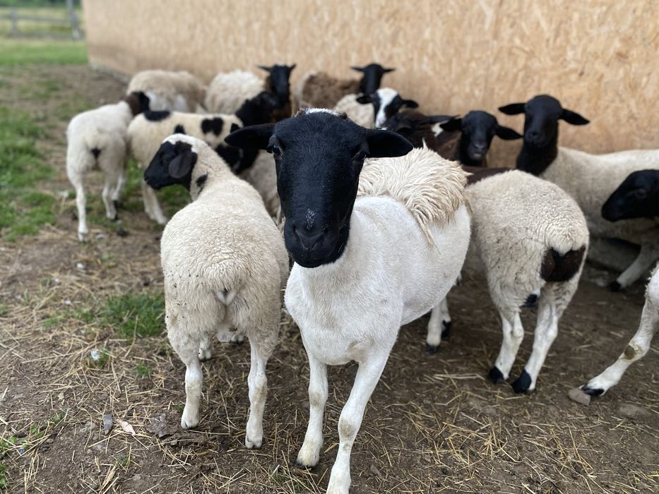 Продаються крос-дорпери