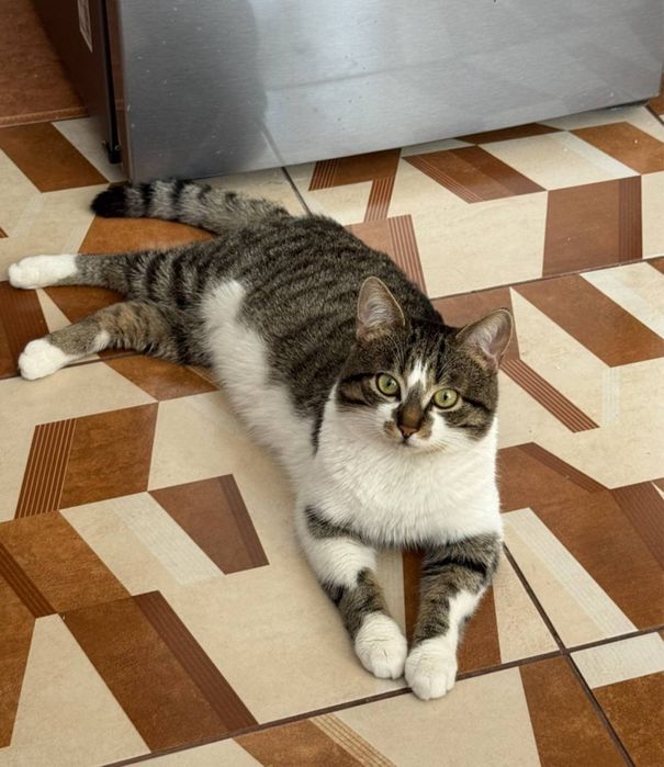 Отдам котика в хорошие руки!