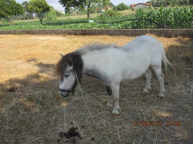 vendo pónei e charrete