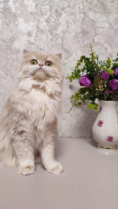 Британська дівчинка народилася 27 10 24