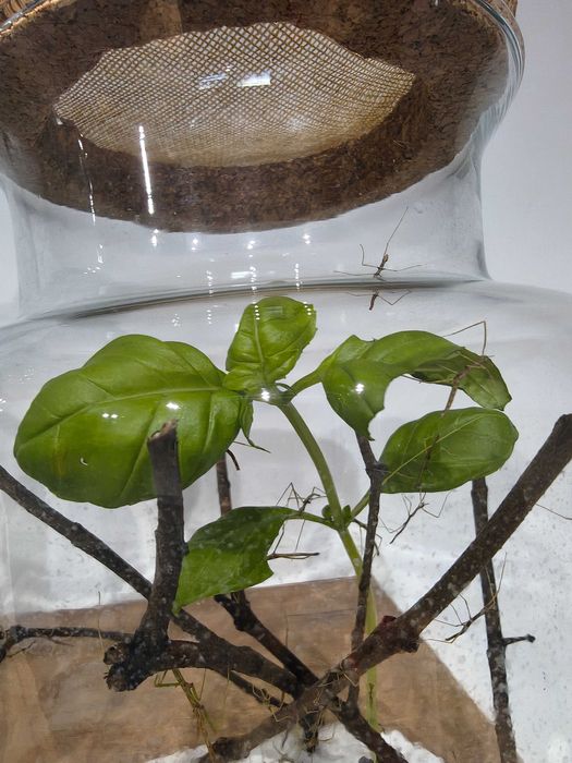 Patyczaki rogate Rybnik