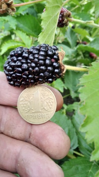 Саджанці рем.ожини