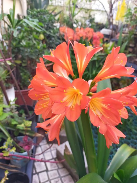 Vendo plantas de vaso ou de jardim