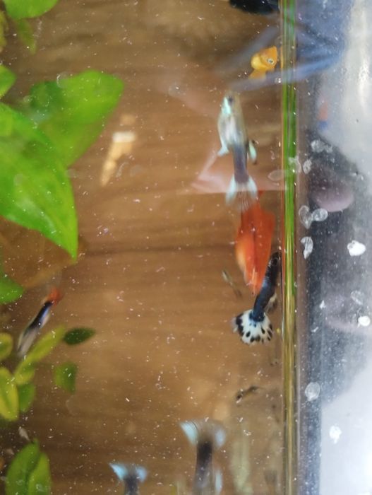 Mieczyk zielony, czarny,  molinezje