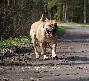 Ben mix molosa i prawdopodobnie labradora.