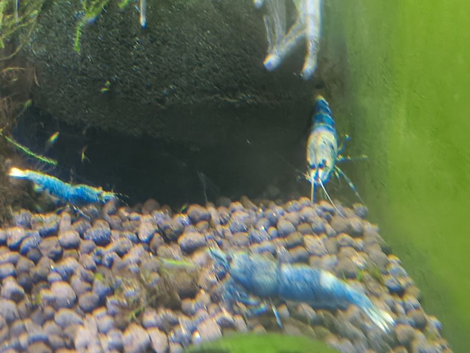 Krewetki Blue Bolt