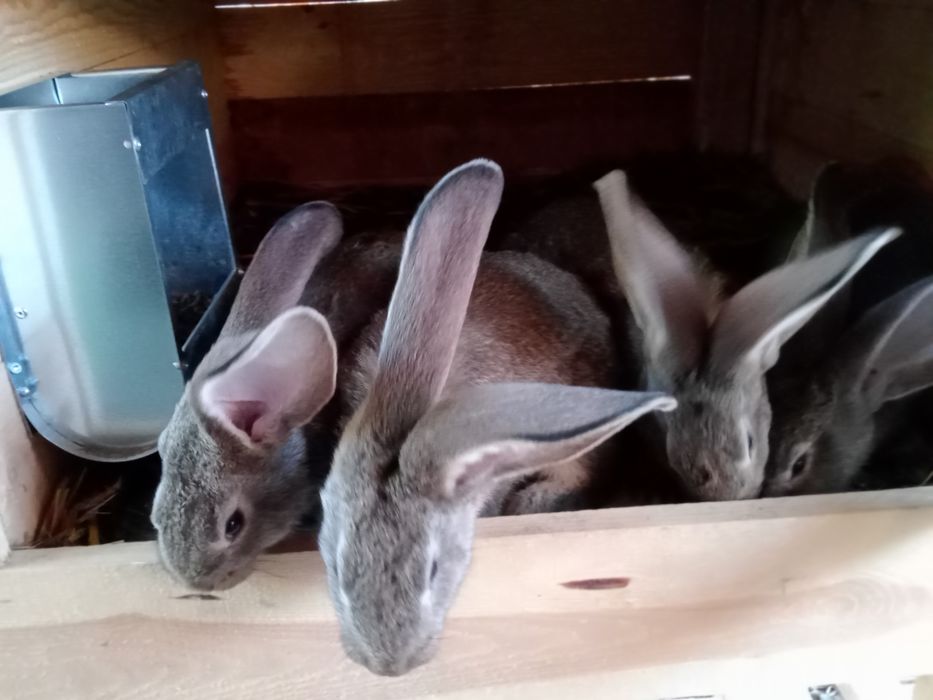 Króliki Olbrzym Belgijski