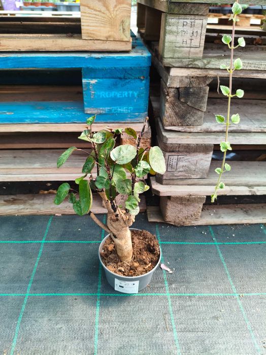 Polyscias Fabian - planta em vaso