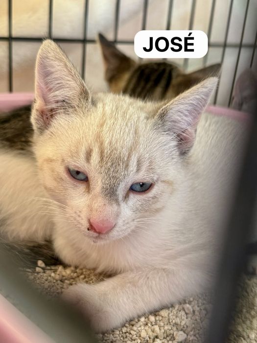 Gatos bebés para adoção responsável