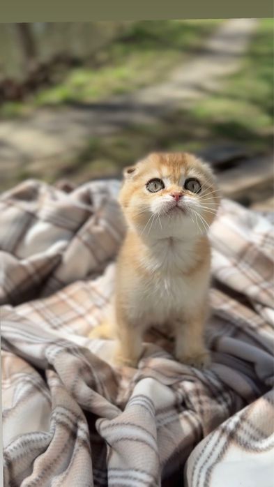 Чарівні плюшеві ведмедики золота шиншила Scottish Fold два