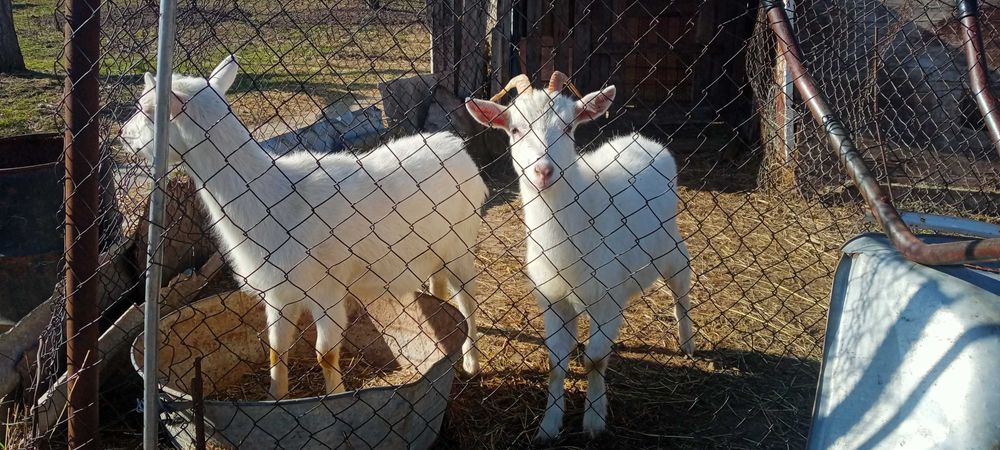 Продам молодых зааненских коз