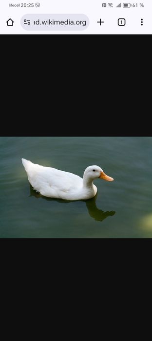 Продам Качку Мулард