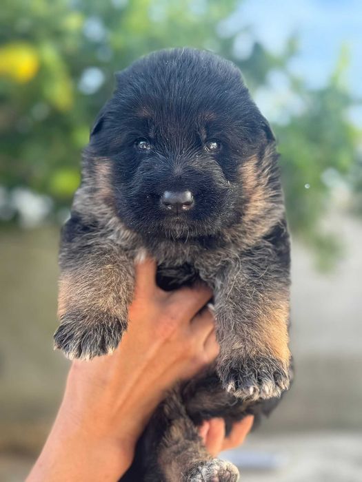 Cachorro Pastor Alemão  Linhagem Superior EMSI‑HAUS & Tigback Hof