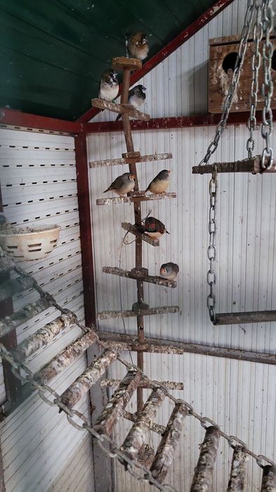 Tenho alguns mandarins para vender