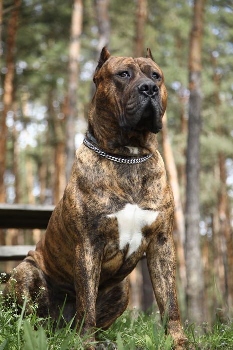 Вязка Канарский Дог Presa Canario