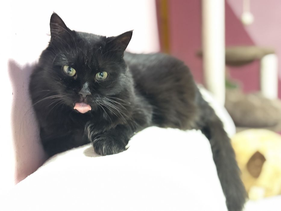 Красива кішечка у добрі руки