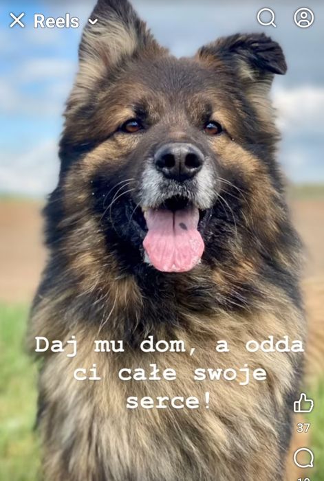 AZAR psi anioł czeka na Dom Gniezno • OLX.pl
