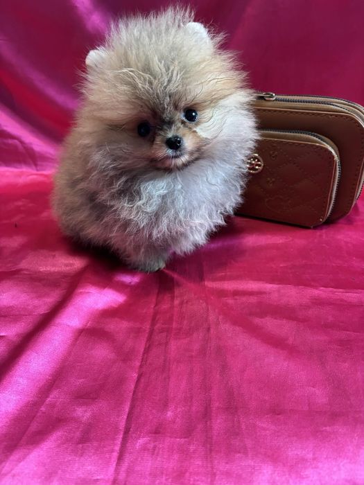 Супер міні дівчинка померанського шпіца.