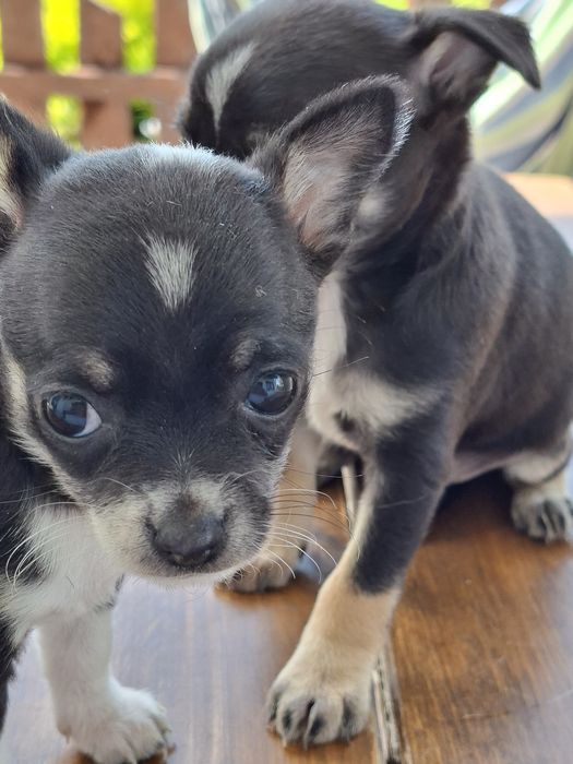 Chihuahua maleńka