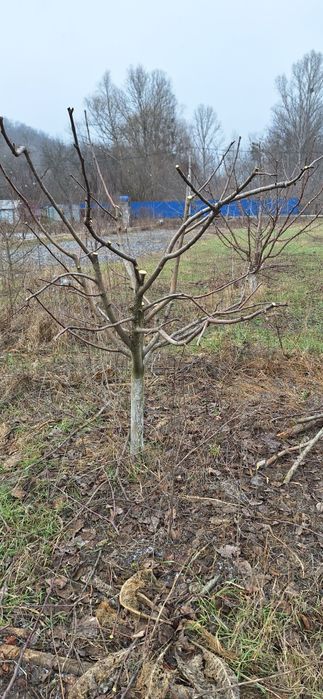 Обрізка плодових дерев.