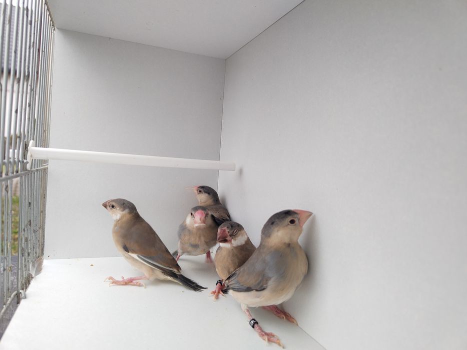 Sprzedam młode ryżowce siwe